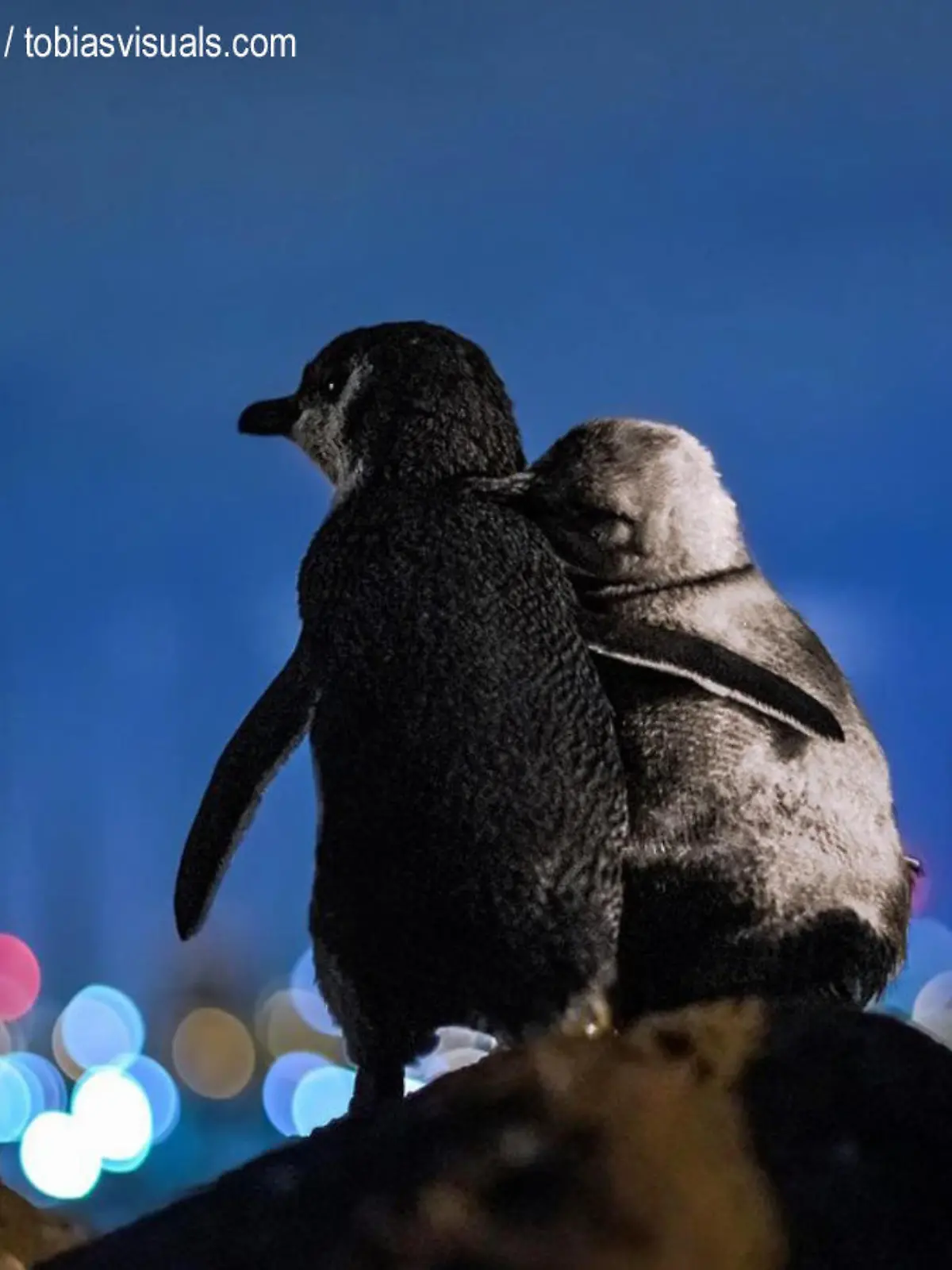 Pinguine