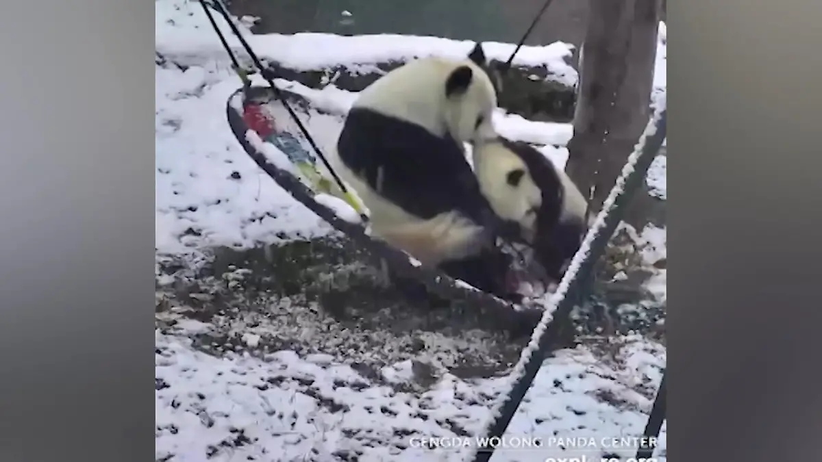 Gute Stimmung im Pandagehege Mutter & Kind spielen im Schnee