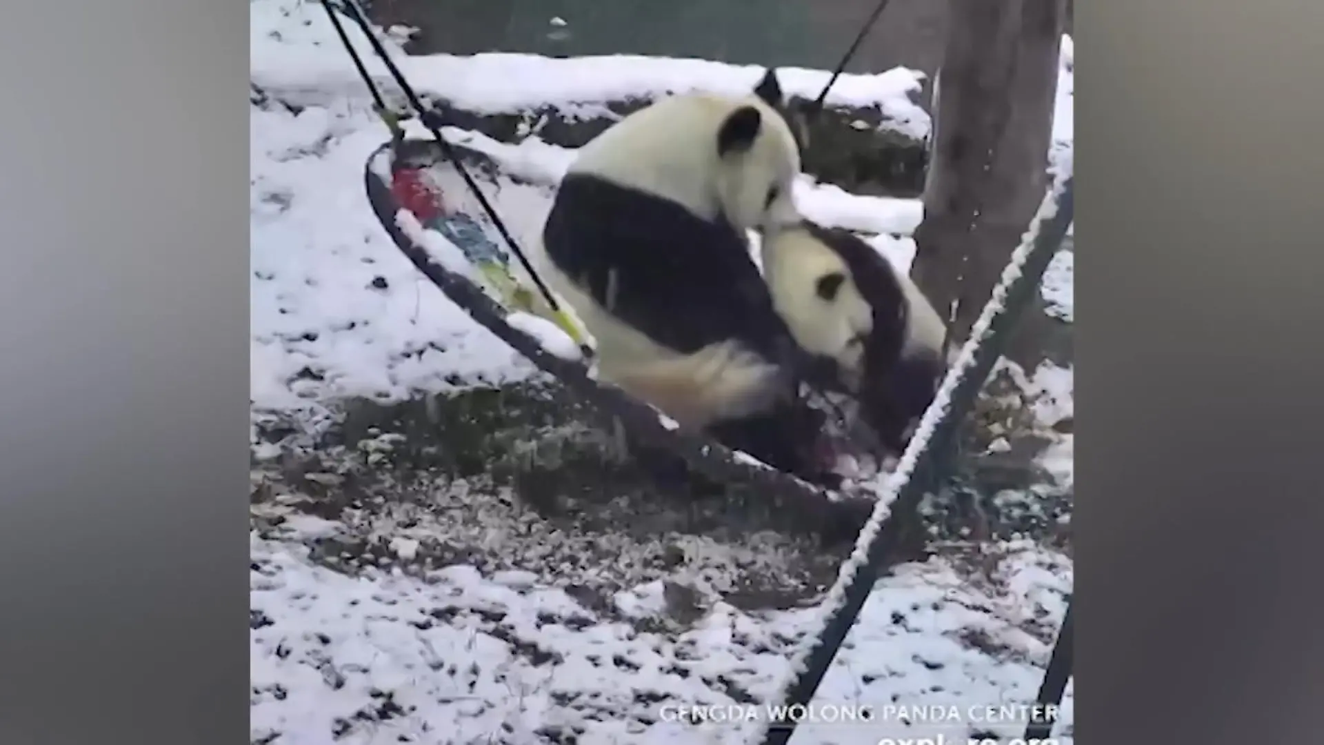 Gute Stimmung im Pandagehege Mutter & Kind spielen im Schnee