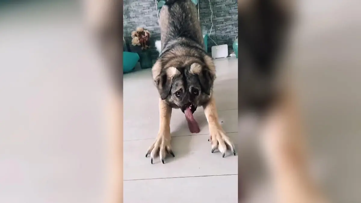 Hund ohne Mund ist glücklich Nach Zugunglück erholt