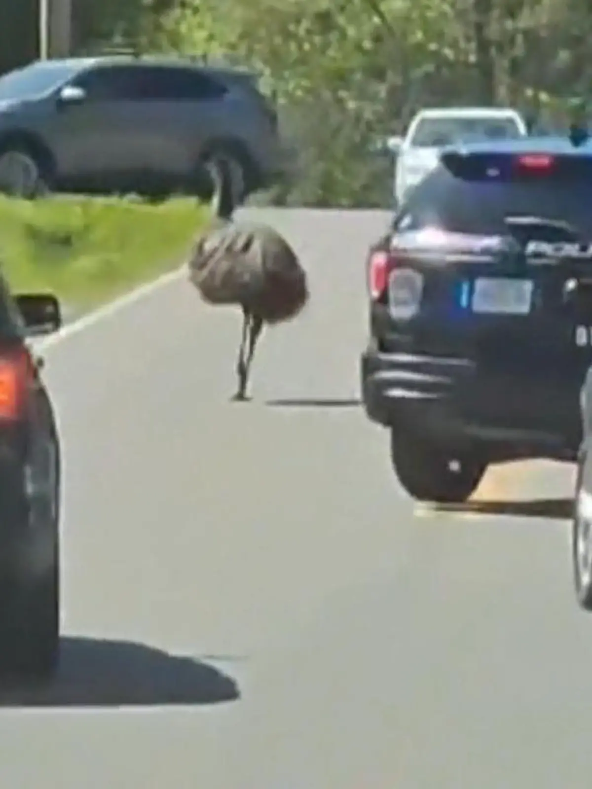 Emu „MeeMoo“ hopste am Mittwoch aus seinem Gehege. Erst floh er durch die Nachbarschaft, dann ab auf den Highway. Er schaute in Vorgärten, Sehenswürdigkeiten und Restaurants vorbei und flitzte zwischenzeitlich mit bis zu 65 km/h durch die Straßen. Am Ende einer 32 Kilometer langen Verfolgungsjagd durch Tennessee konnte MeeMoo wohlbehalten von der Polizei eingefangen werden. 
Jetzt ist er zurück im Gehege und sein Besitzer Harry McKinney hat den Zaun vorsichtshalber um einen Meter erhöht.