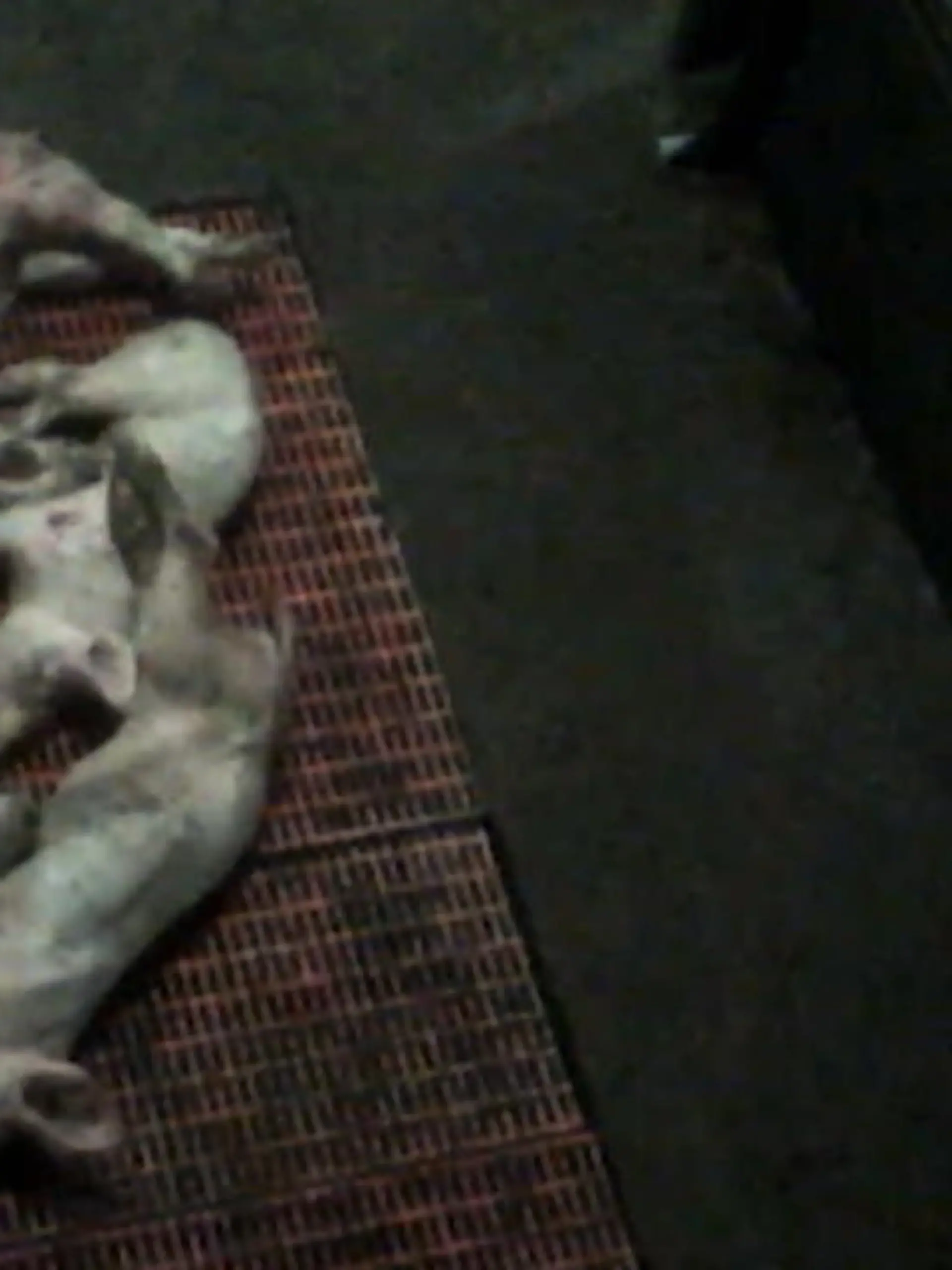 Bild zu: "Brutale Bilder von Schweine-Nottötung"