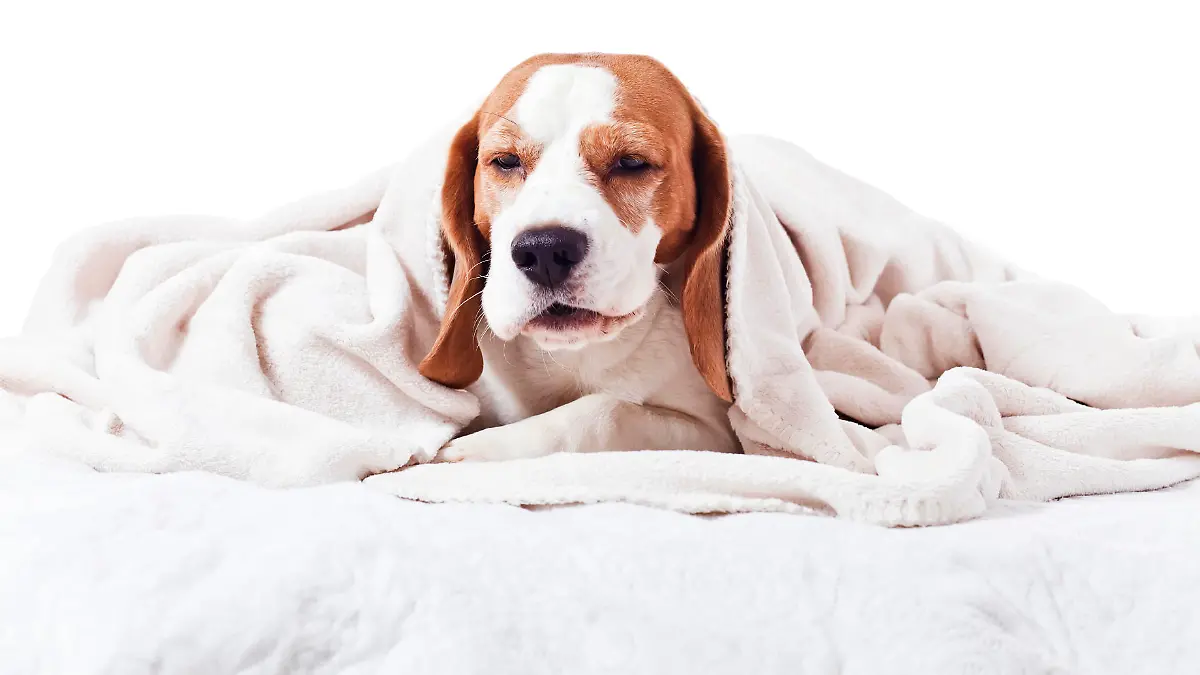 Very much sick dog under a blanket, isolated on white