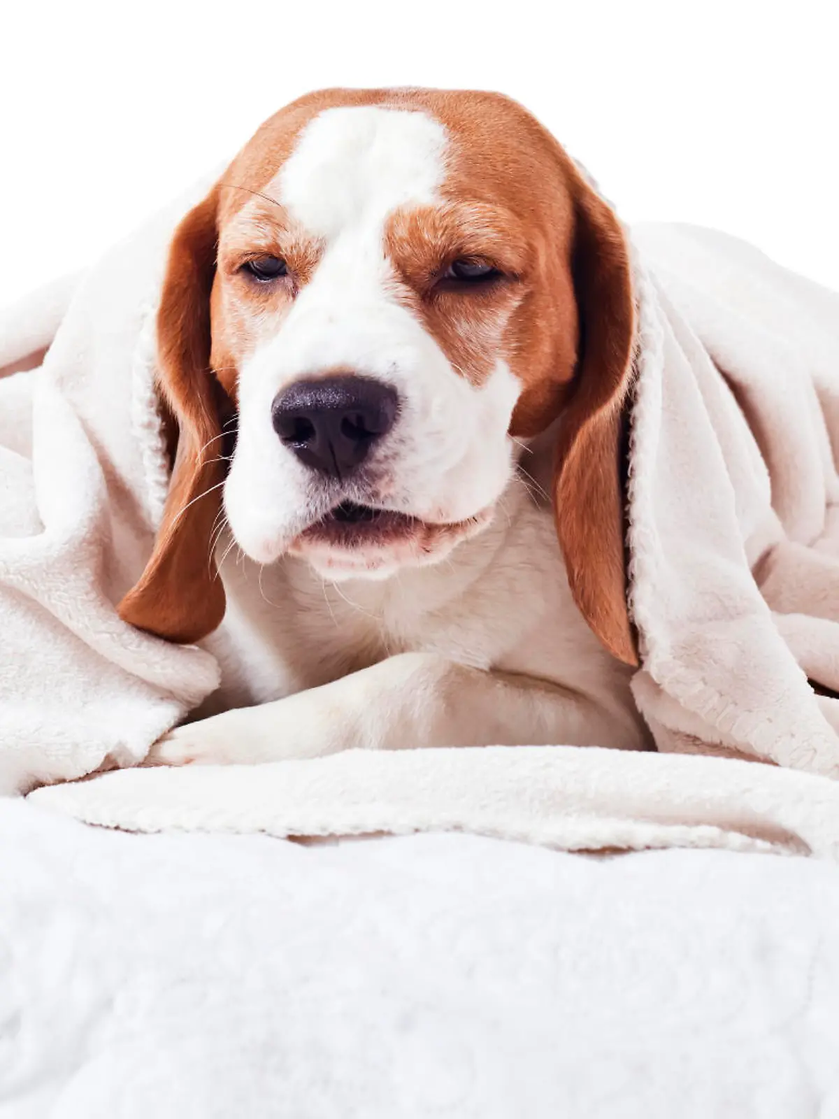 Very much sick dog under a blanket, isolated on  white 