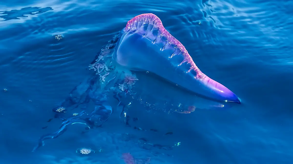 Portugiesische Galeere, Blasenqualle, Seeblase (Physalia physalis), treibt auf dem Meer, Kap Verde, Sao Nicolau, Tarrafal | Portuguese man-of-war, Portuguese man-o-war, blue-bottle (Physalia physalis), floating on sea surface, Cape Verde, Sao Nicolau, Tarrafal