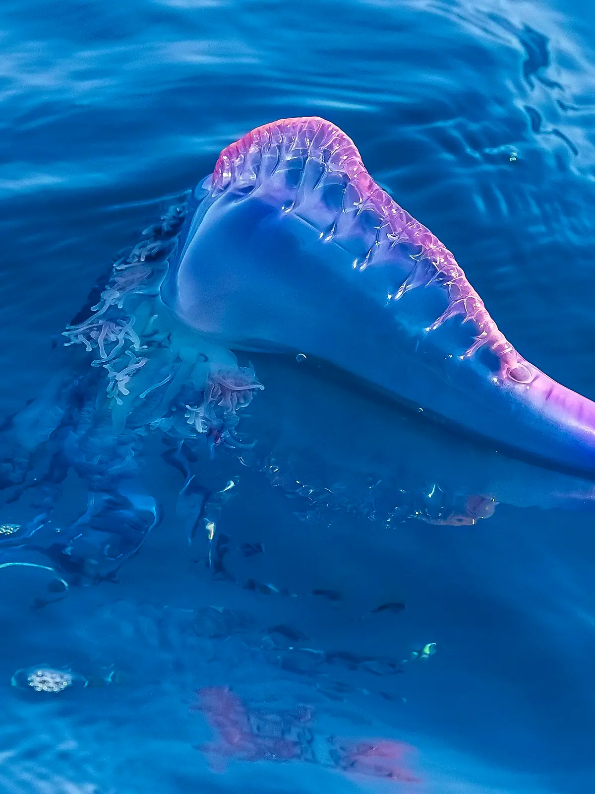 Portugiesische Galeere, Blasenqualle, Seeblase (Physalia physalis), treibt auf dem Meer, Kap Verde, Sao Nicolau, Tarrafal | Portuguese man-of-war, Portuguese man-o-war, blue-bottle (Physalia physalis), floating on sea surface, Cape Verde, Sao Nicolau, Tarrafal
