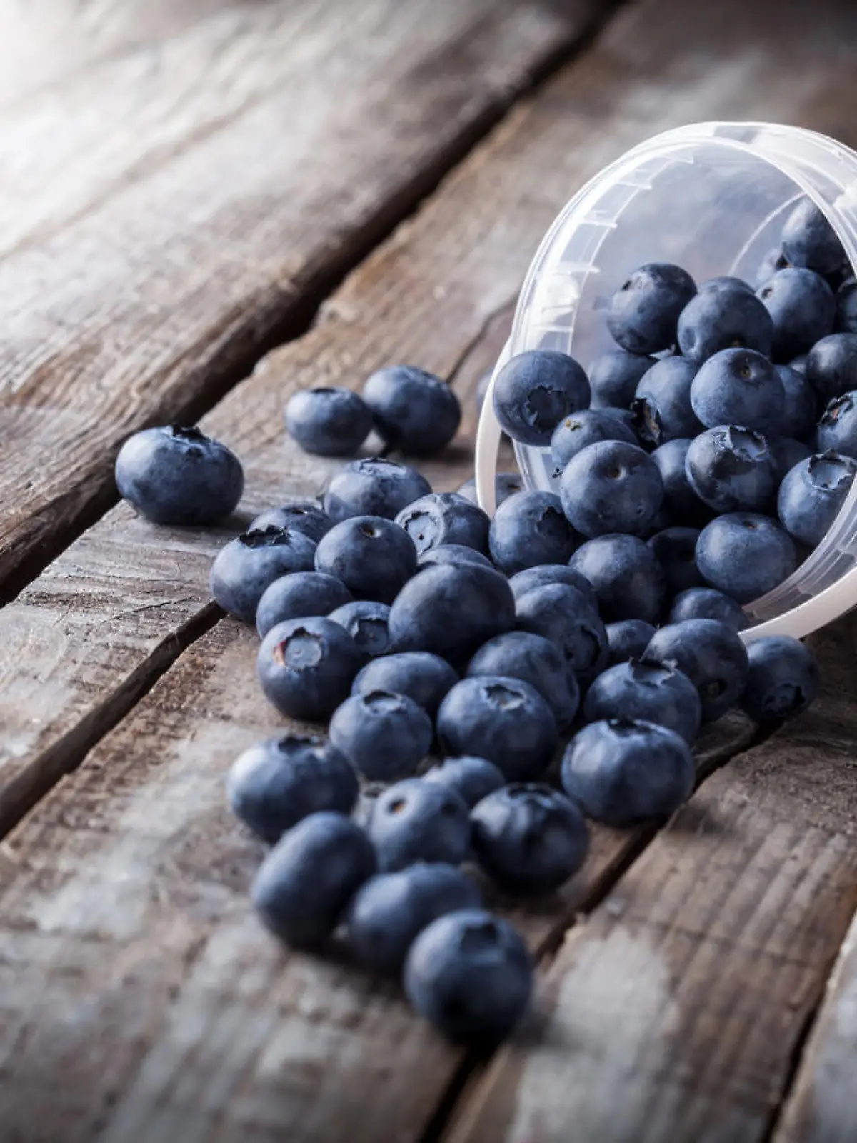 Blueberries fresh arrangement in plastic can and spilled on old white wooden table front view on bright light in studio