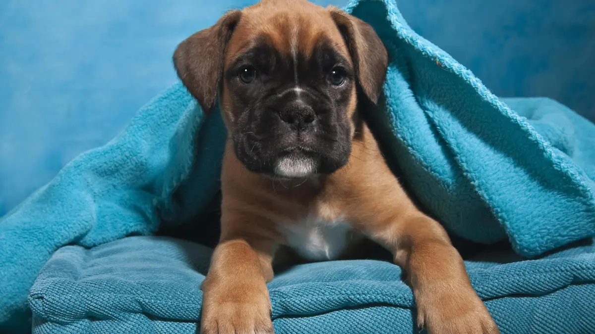 Boxer Welpe, in Decke eingehüllt | Verwendung weltweit, Keine Weitergabe an Wiederverkäufer.