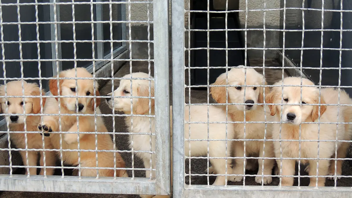 HANDOUT - 09.04.2018, Baden-Württemberg, Stuttgart: Hundewelpen stehen in einem Zwinger im Tierheim. Die Polizei hatte die Tiere in einem Transporter aus der Slowakei beschlagnahmt. (zu dpa: "Illegaler Welpenhandel" vom 23.04.2018. Foto: Marion Wünn/Tierschutzverein Stuttgart/dpa - ACHTUNG: Nur zur redaktionellen Verwendung im Zusammenhang mit der aktuellen Berichterstattung und bei vollständiger Nennung der Quelle) +++ dpa-Bildfunk +++