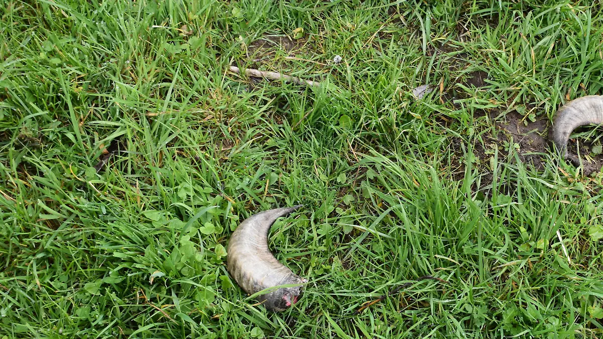 Die Hörner liegen auf der Wiese.
