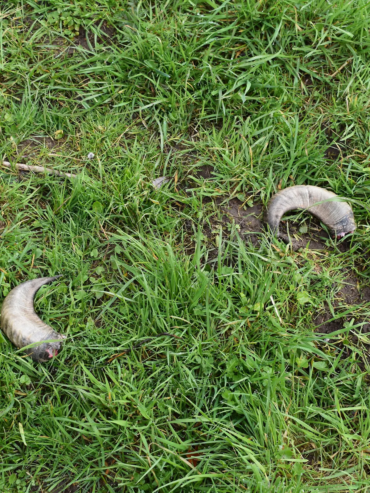 Die Hörner liegen auf der Wiese.