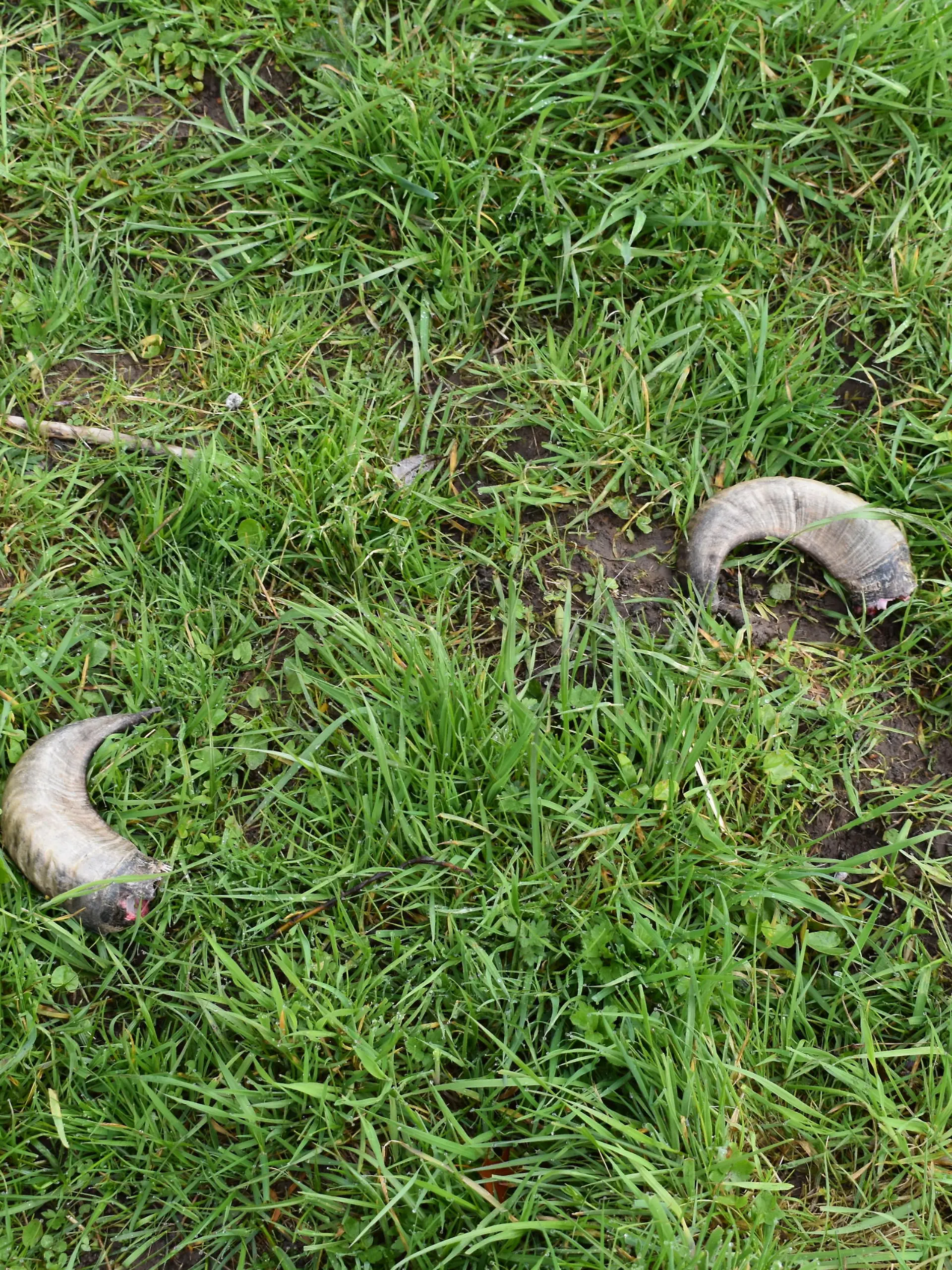 Die Hörner liegen auf der Wiese.