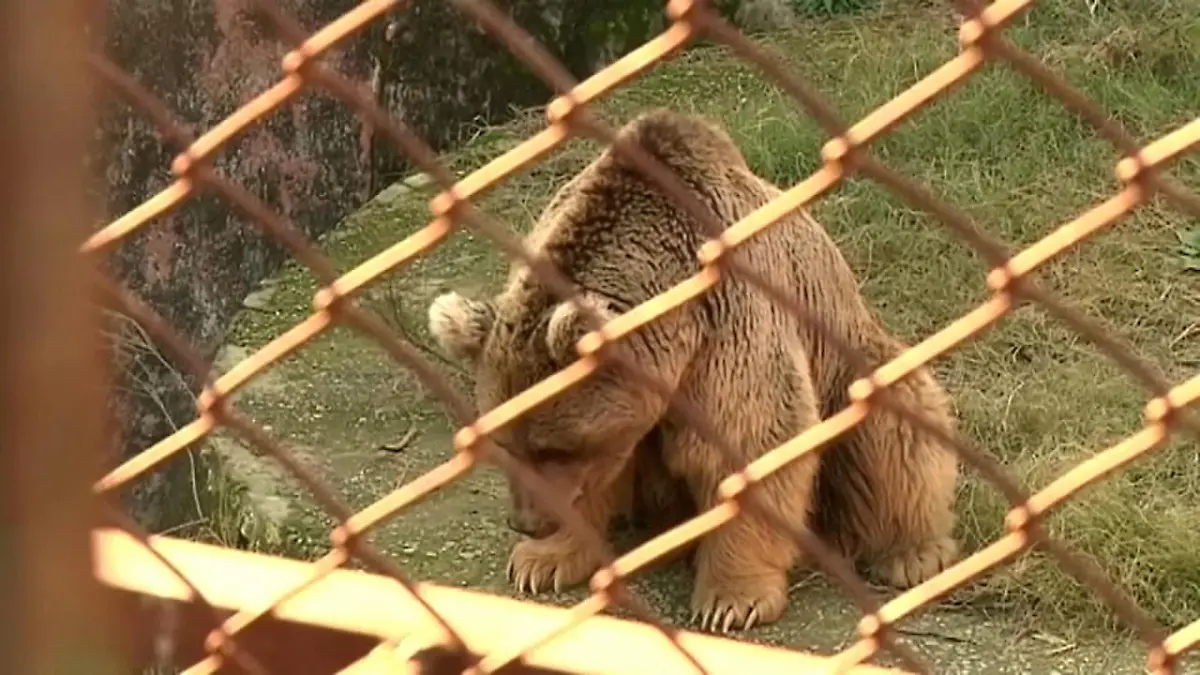 Braunbär-Pärchen Bubaloo und Suzie aus Zoo gerettet Zoo von Islamabad ist Geschichte