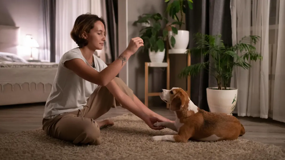 Young woman training dog on floor Kazan, Republic of Tatarstan, Russia PUBLICATIONxINxGERxSUIxAUTxONLY CR_NITA201210-574162-01 ,model released, Symbolfoto ,property released