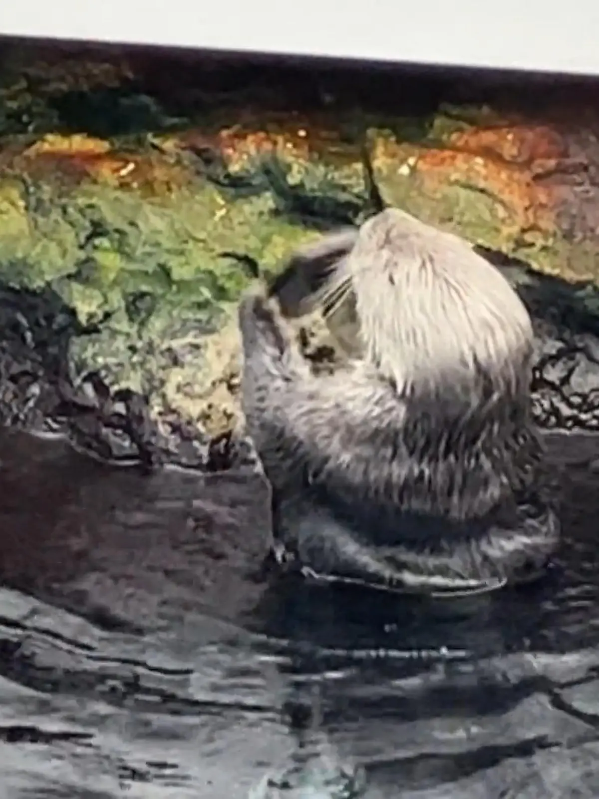 Ach, Seeotter sind aber auch wirklich spannende Tiere!
Da kann man beim Zoobesuch doch auch mal ein paar Schnappschüsse von den Meeresbewohnern machen. Das dachte sich auch ein Pärchen in einem Zoo in Portugal. Doch plötzlich fällt das Handy ins Becken und direkt in die Pfoten eines kleinen Otters. Und der scheint das IPhone gar nicht zu mögen: Die lustigen Szenen sehen Sie im Video!