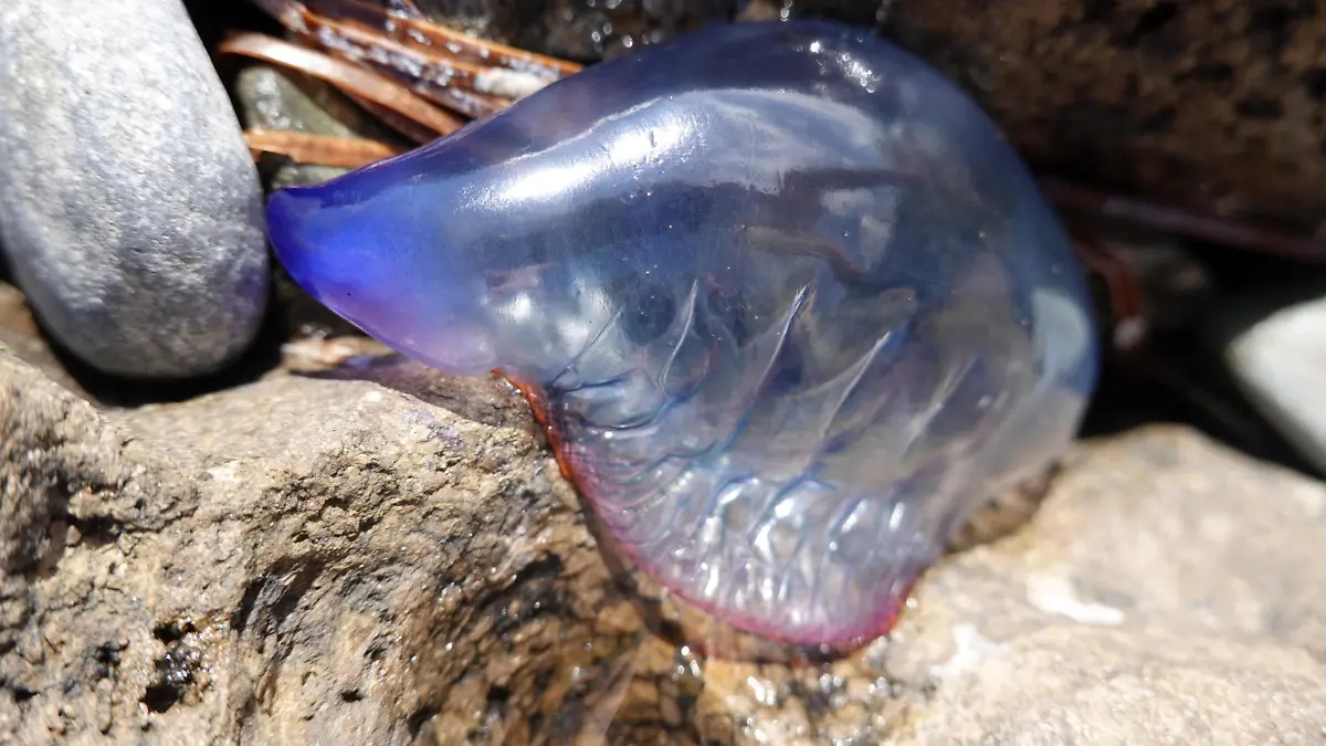 gestrandete Portugiesische Galeere (Physalia physalis), Gran Canaria, Spanien, San Agustin