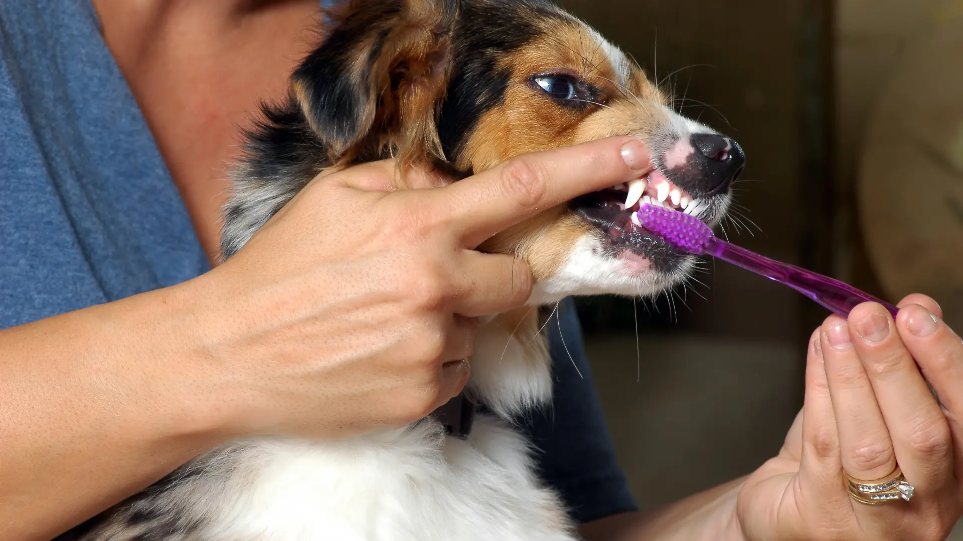 Zahnpflege Hund