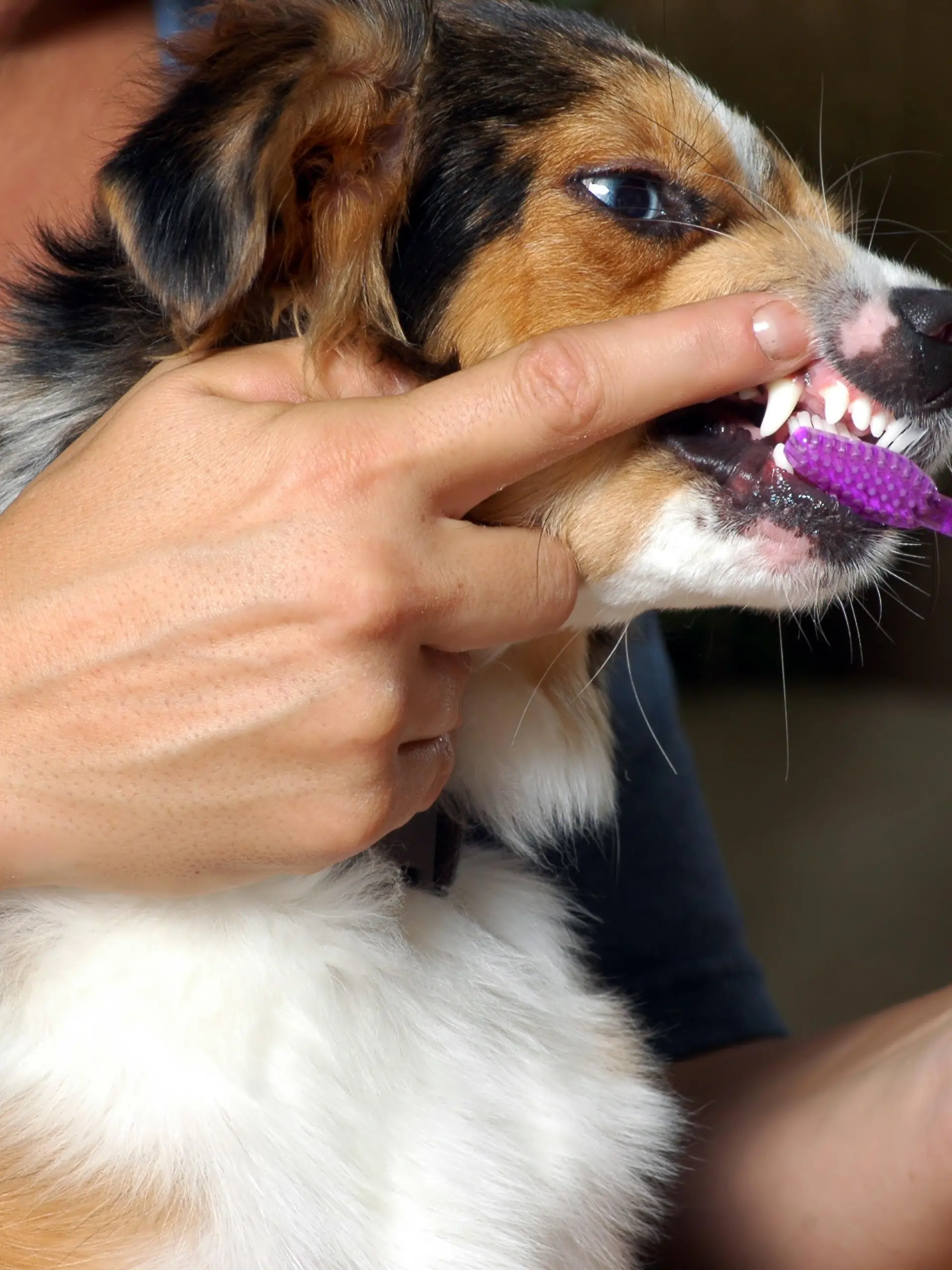 Zahnpflege Hund