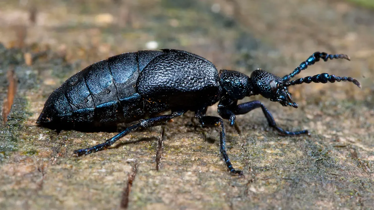 Schwarzblauer Ölkäfer (Meloe proscarabeus), Deutschland, Europa