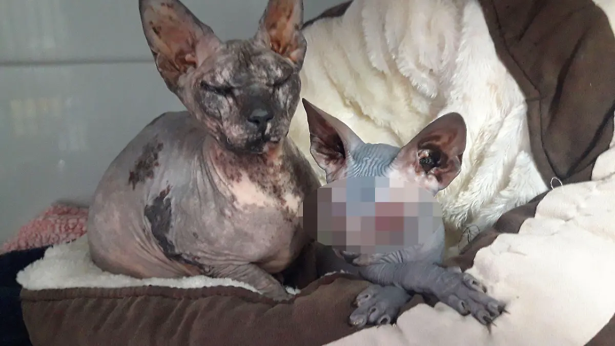 Zwei vernachlässigte Sphynx-Katzen.