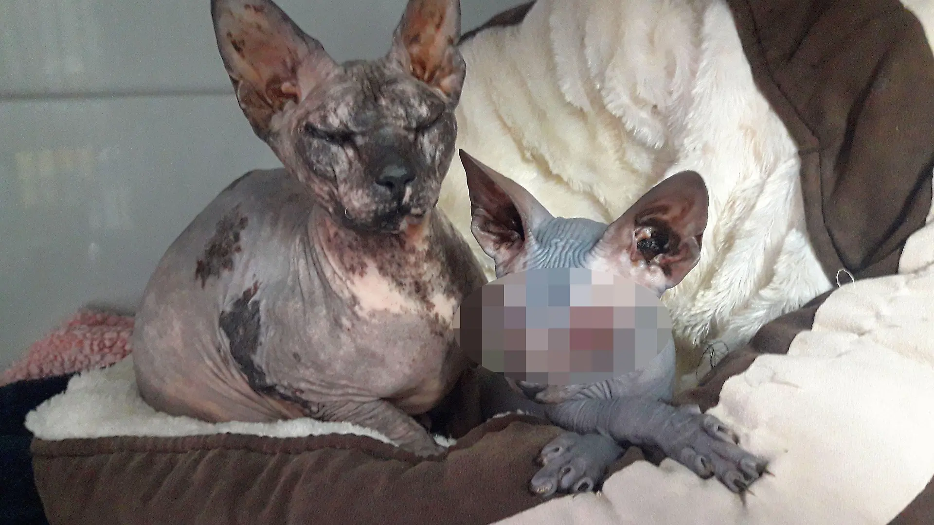 Zwei vernachlässigte Sphynx-Katzen.