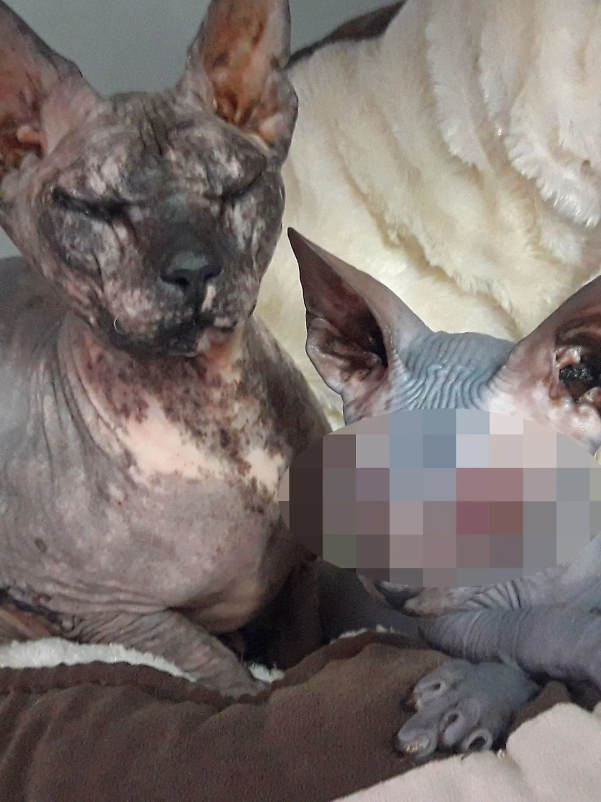 Zwei vernachlässigte Sphynx-Katzen.