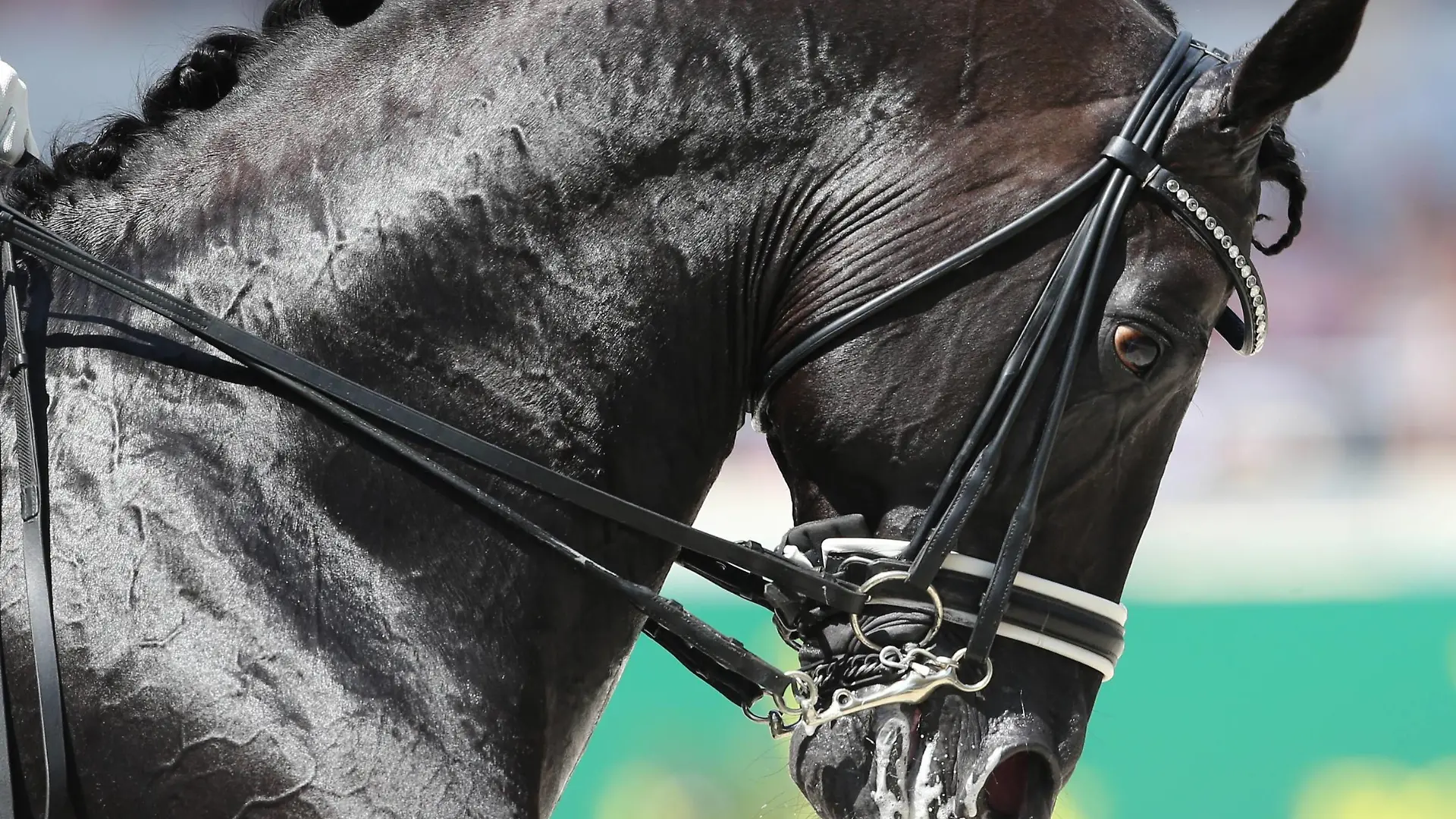 Aachen , CHIO Aachen 2014, Weltfest des Pferdesports,World Equestrian Festival CHIO Aachen 2014, 11-20.07.2014, Aachen, Megglepreis, Dressur, Grand Prix Special CDIO, 2.Qualifikation Einzelwertung, Second Individual Qualifying Competition, Totilas, Deutschland,