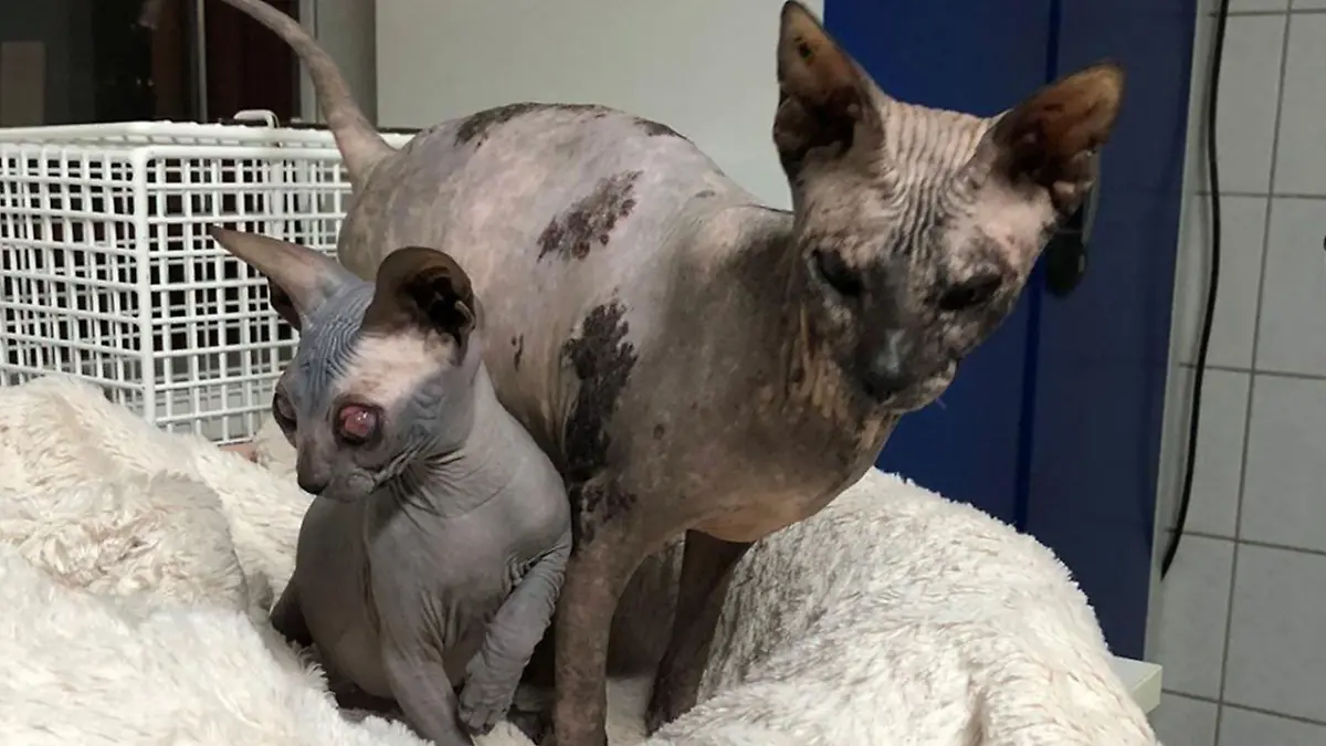 Zwei vernachlässigte Sphynx-Katzen
