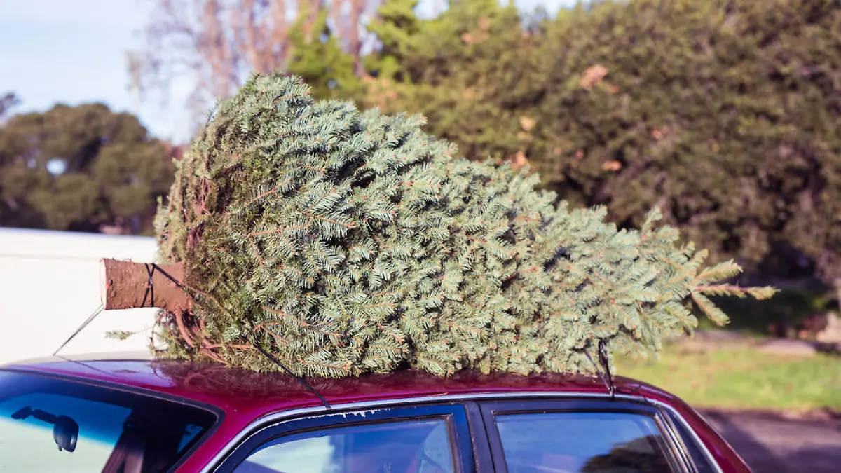 Ein Weihnachtsbaum muss nicht schlecht für die Umwelt sein