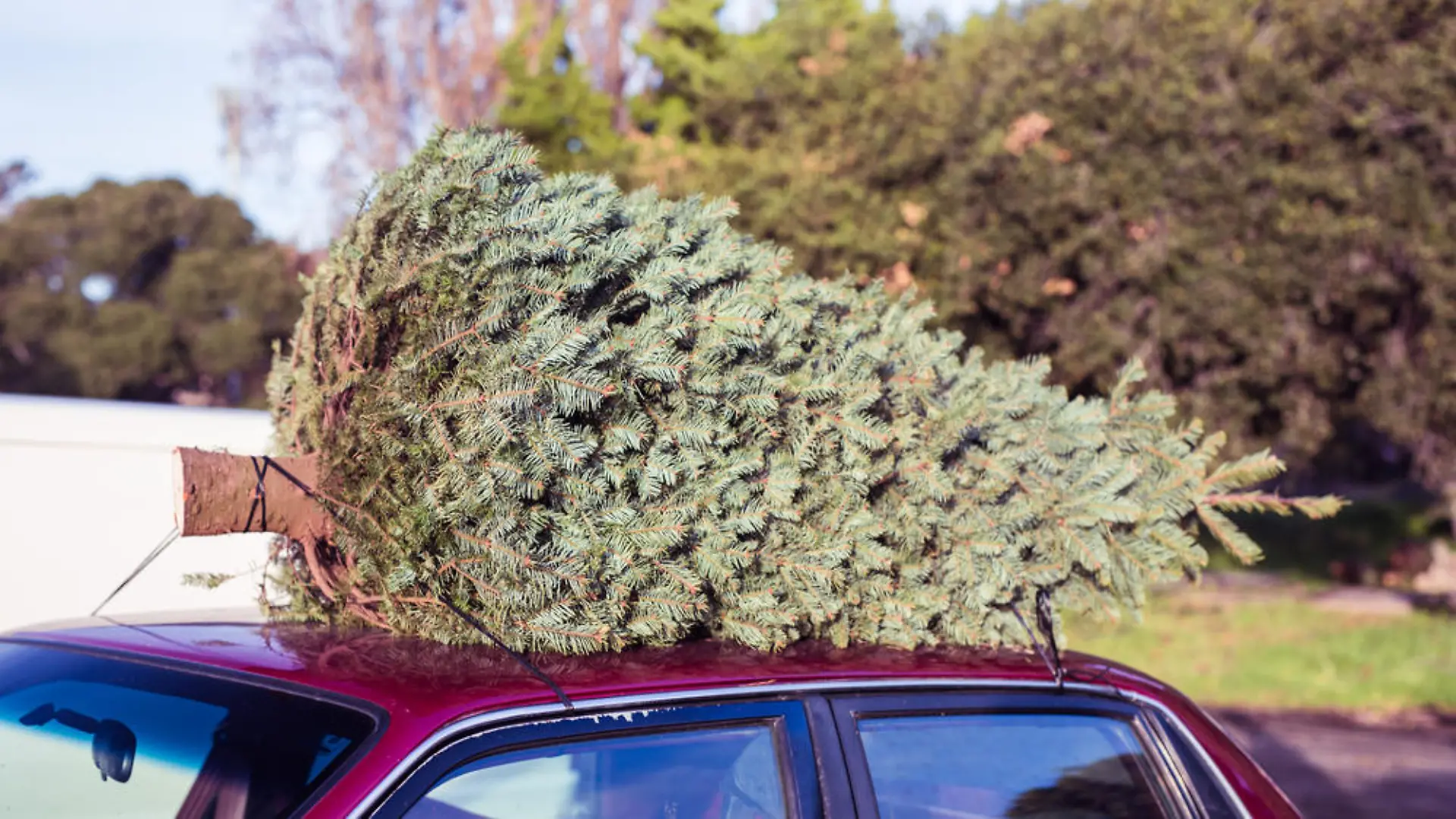 Ein Weihnachtsbaum muss nicht schlecht für die Umwelt sein