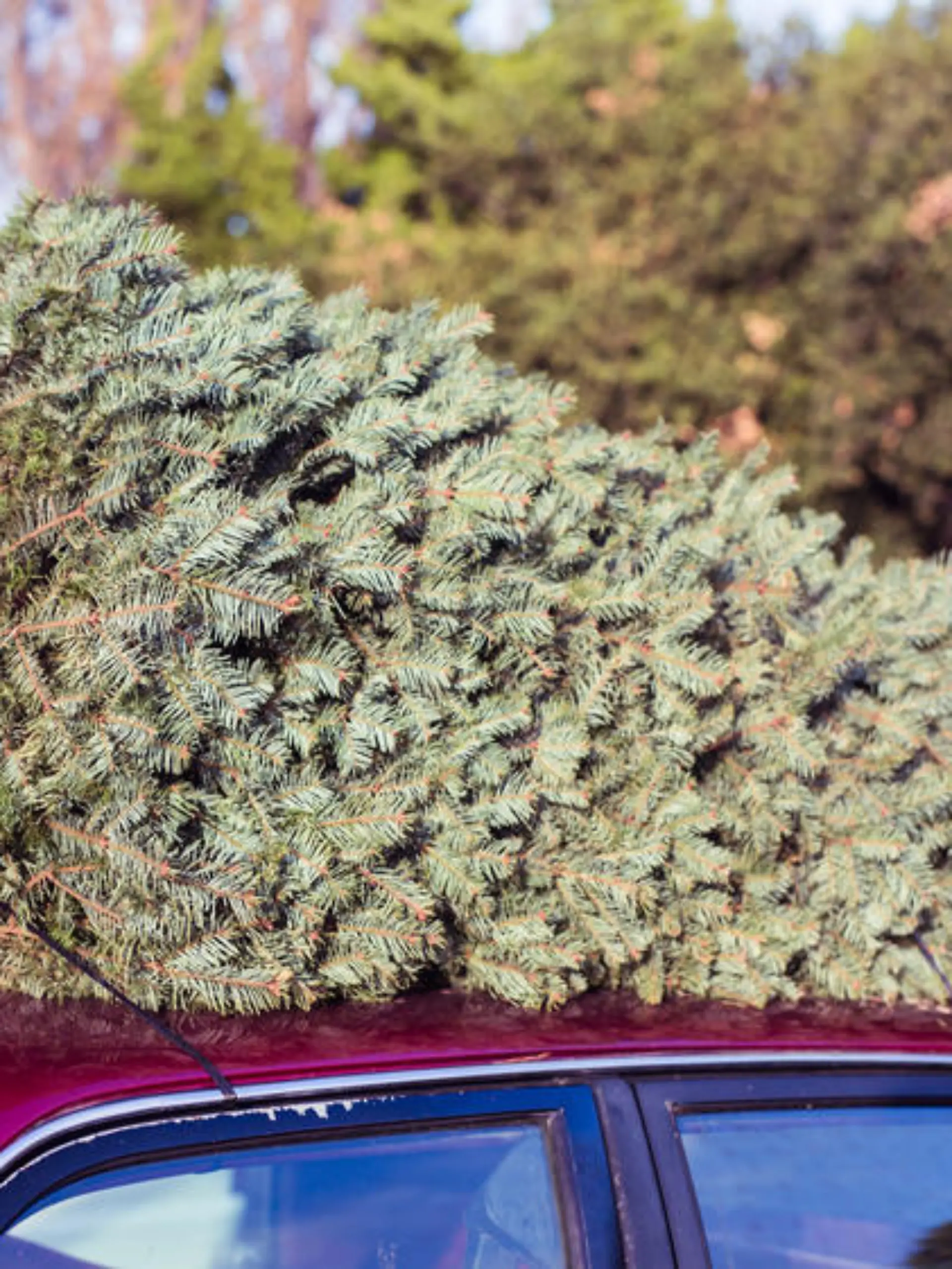 Ein Weihnachtsbaum muss nicht schlecht für die Umwelt sein