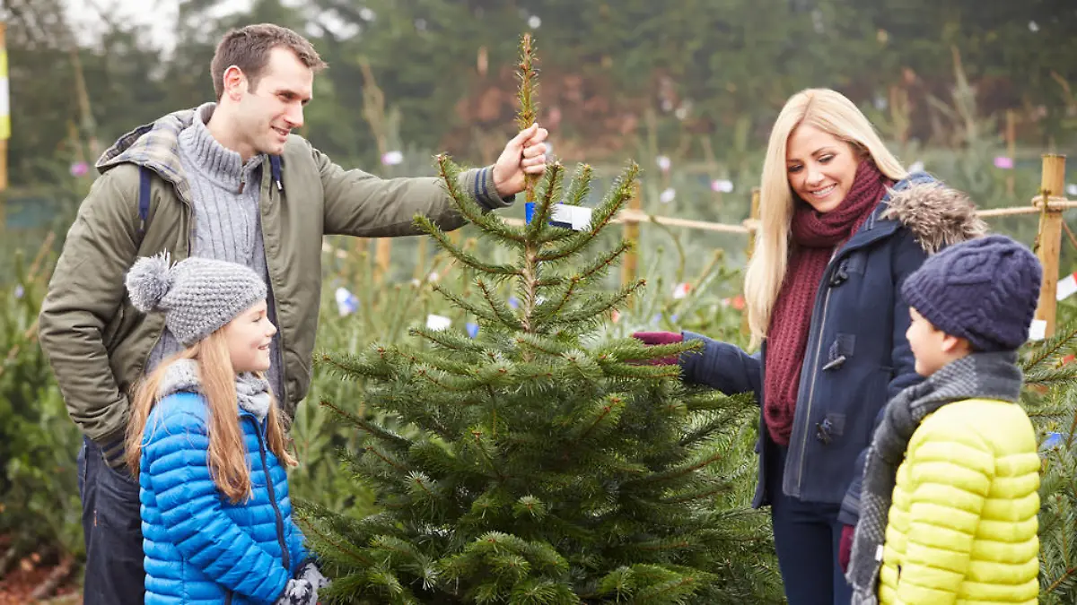 Das sollte man beim Kauf eines Weihnachtsbaums beachten