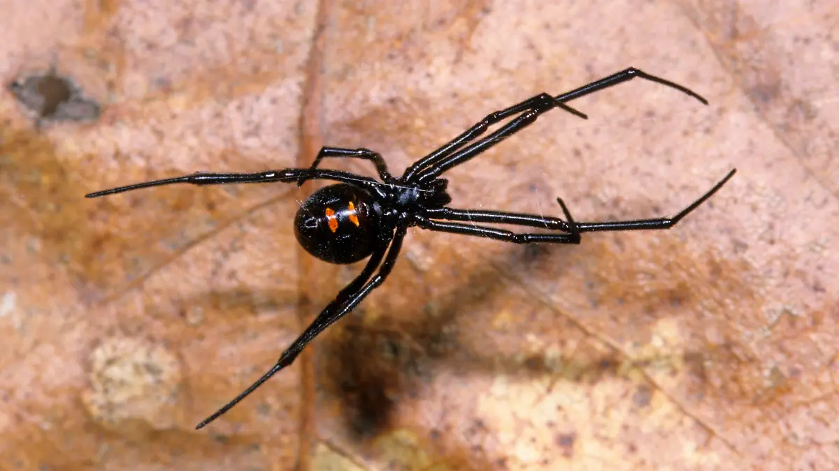 Nördliche Schwarze Witwe (Lactrodectus variolus), Alttier, Michigan, USA, Noordamerika, Nordamerika