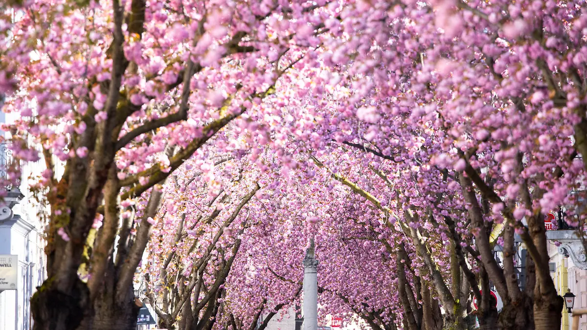 14.04.2023, Nordrhein-Westfalen, Bonn: Die römische Jupitersäule steht unter blühenden japanischen Blütenkirschbäumen auf der Heerstrasse in der Altstadt. In Bonn hat die Kirschblüte begonnen. Das Schauspiel lockt jedes Jahr Tausende Schaulustige und Fotojäger an. In den engen Straßen der Altstadt formen sich die Zweige der blühenden Bäume zu einem rosafarbenen Dach. Foto: Thomas Banneyer/dpa +++ dpa-Bildfunk +++