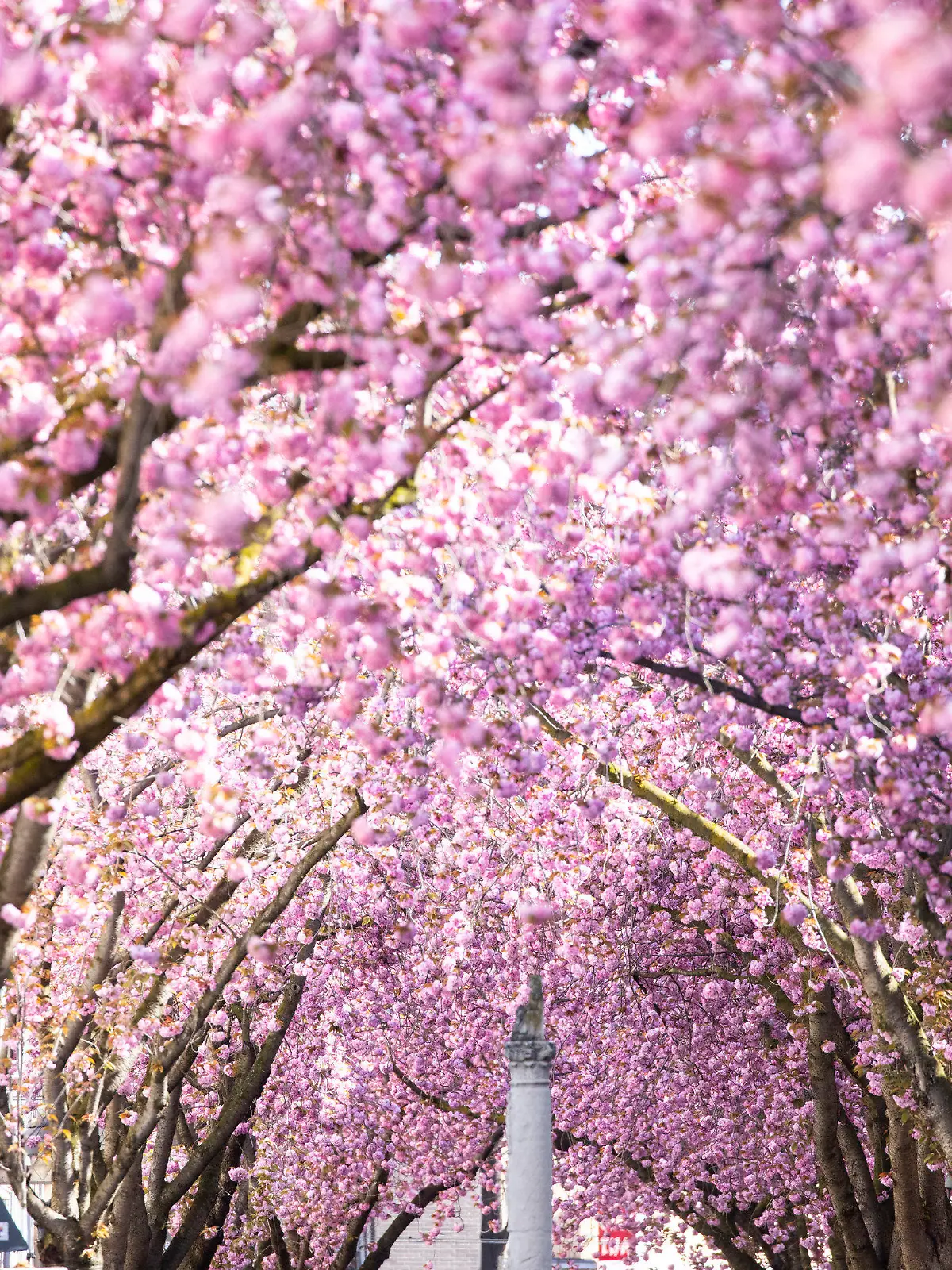 14.04.2023, Nordrhein-Westfalen, Bonn: Die römische Jupitersäule steht unter blühenden japanischen Blütenkirschbäumen auf der Heerstrasse in der Altstadt. In Bonn hat die Kirschblüte begonnen. Das Schauspiel lockt jedes Jahr Tausende Schaulustige und Fotojäger an. In den engen Straßen der Altstadt formen sich die Zweige der blühenden Bäume zu einem rosafarbenen Dach. Foto: Thomas Banneyer/dpa +++ dpa-Bildfunk +++