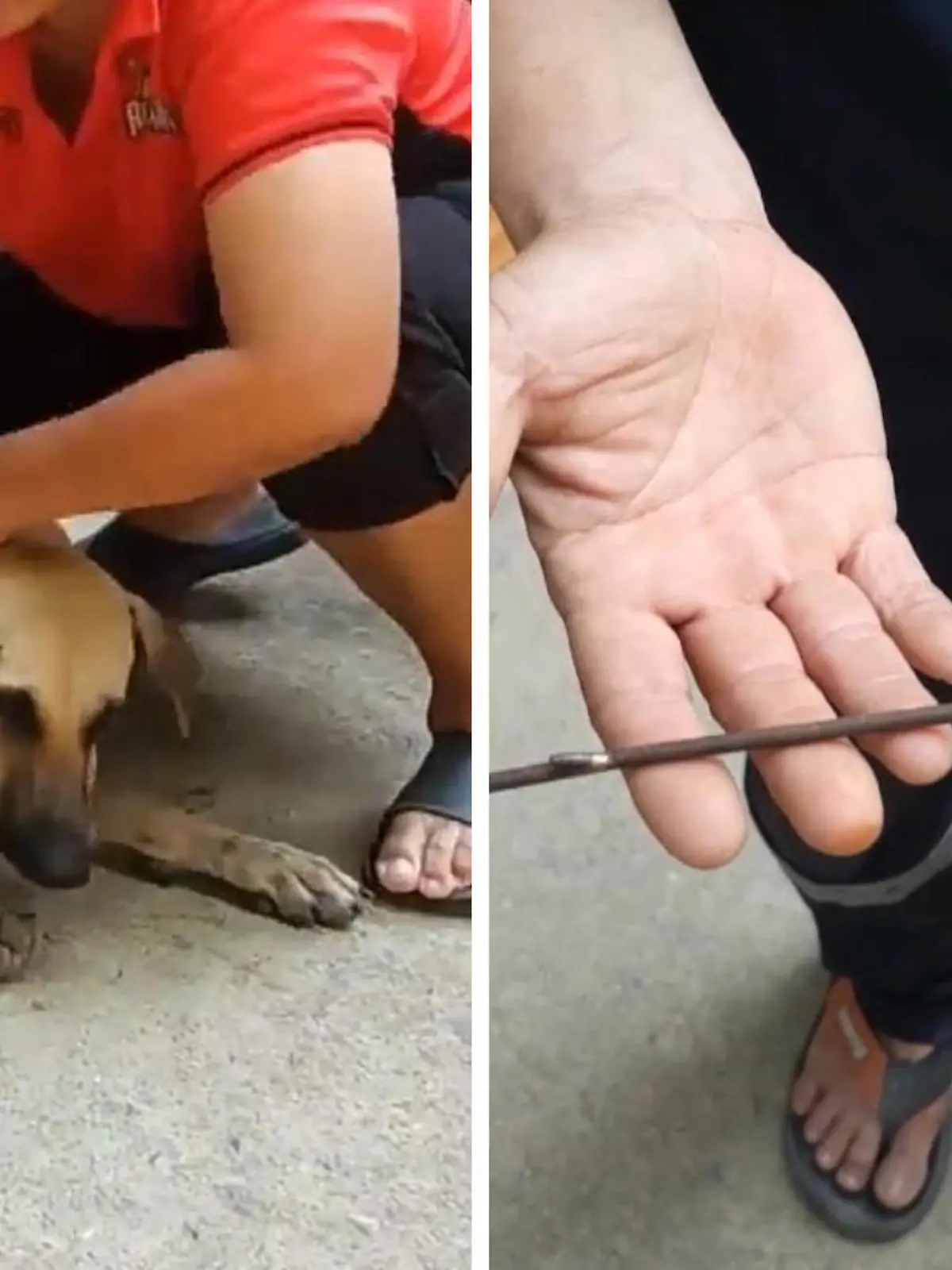 Herzloser kann man kaum sein! Dieses Video zeigt den gruseligen Moment, in dem zwei thailändischen Straßenhunde gigantische Harpunen aus dem Körper entfernt werden. Das Ganze war kein Unfall – sondern von Unbekannten geplant.