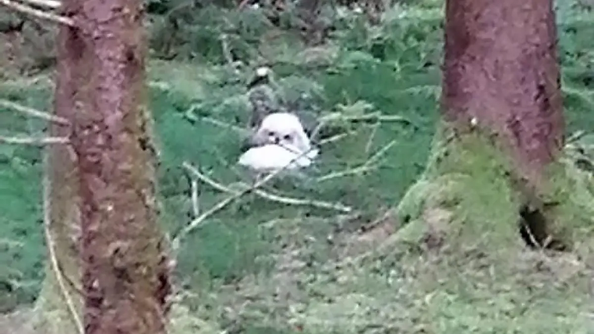 Malteser aus dem Wald gerettet