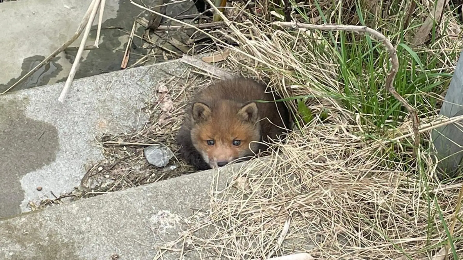 Findelfuchs Fiete