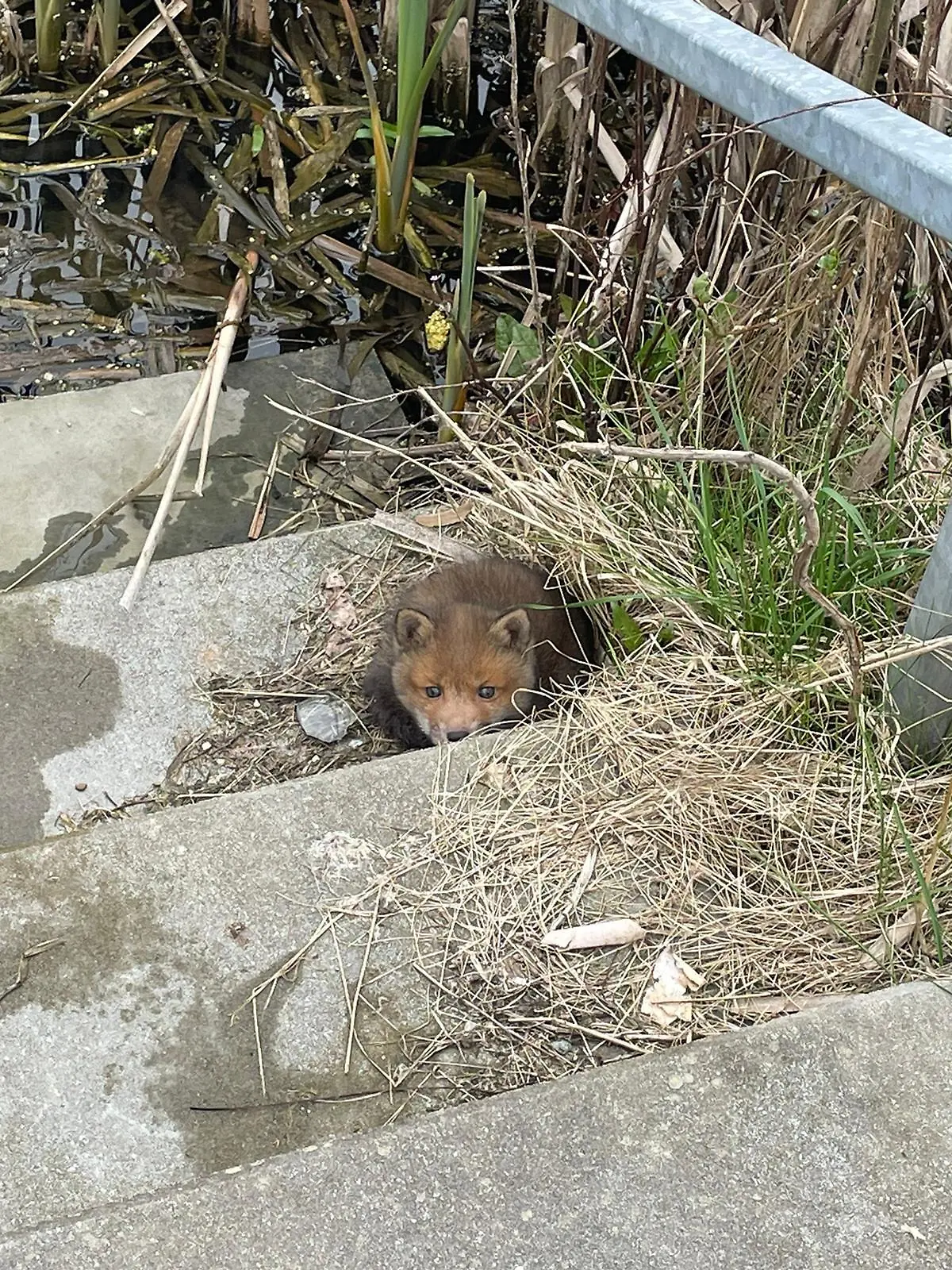 Findelfuchs Fiete
