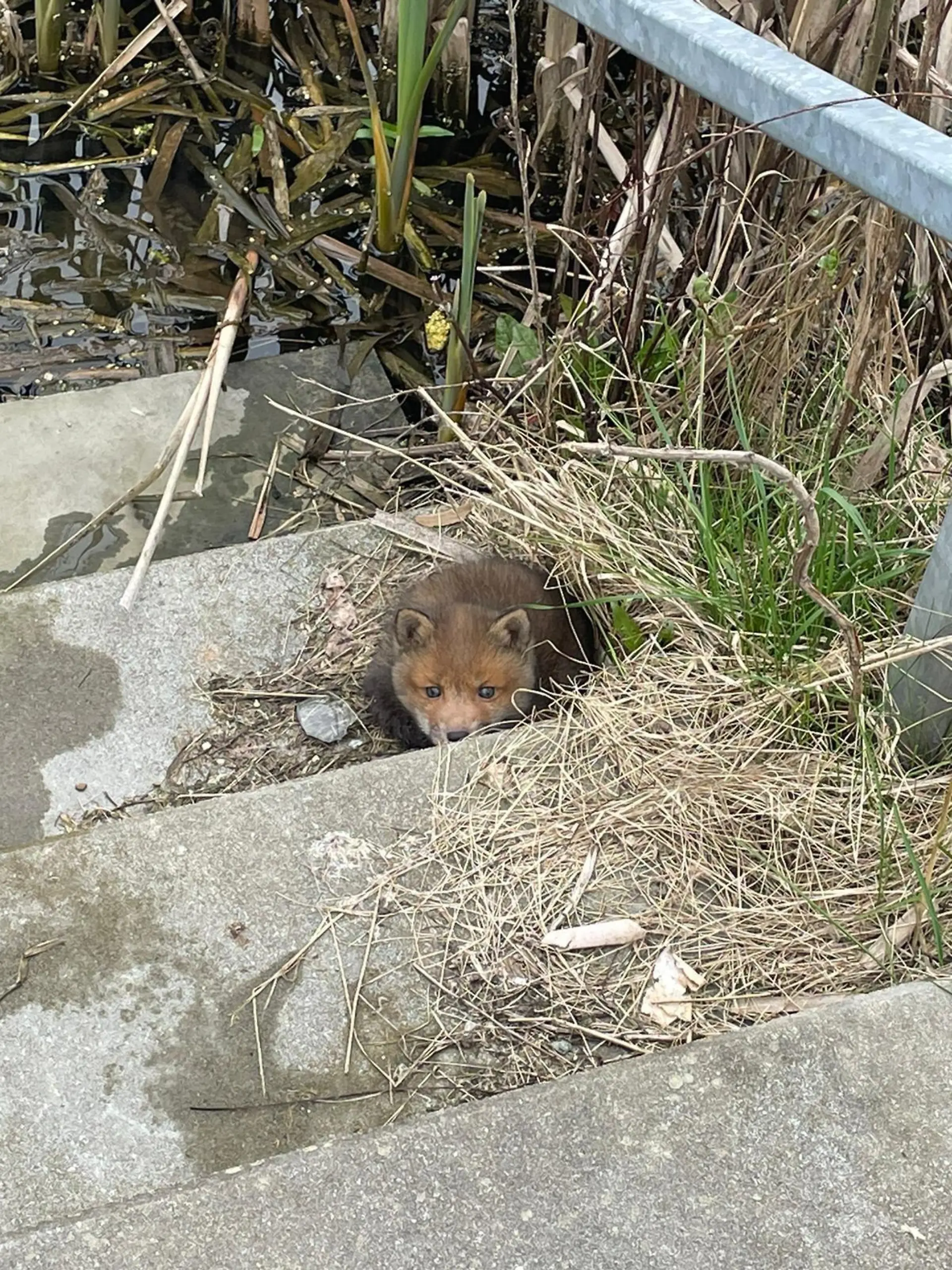 Findelfuchs Fiete