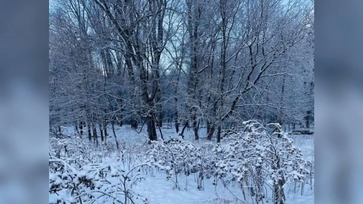 Suchbild Hund im Schnee