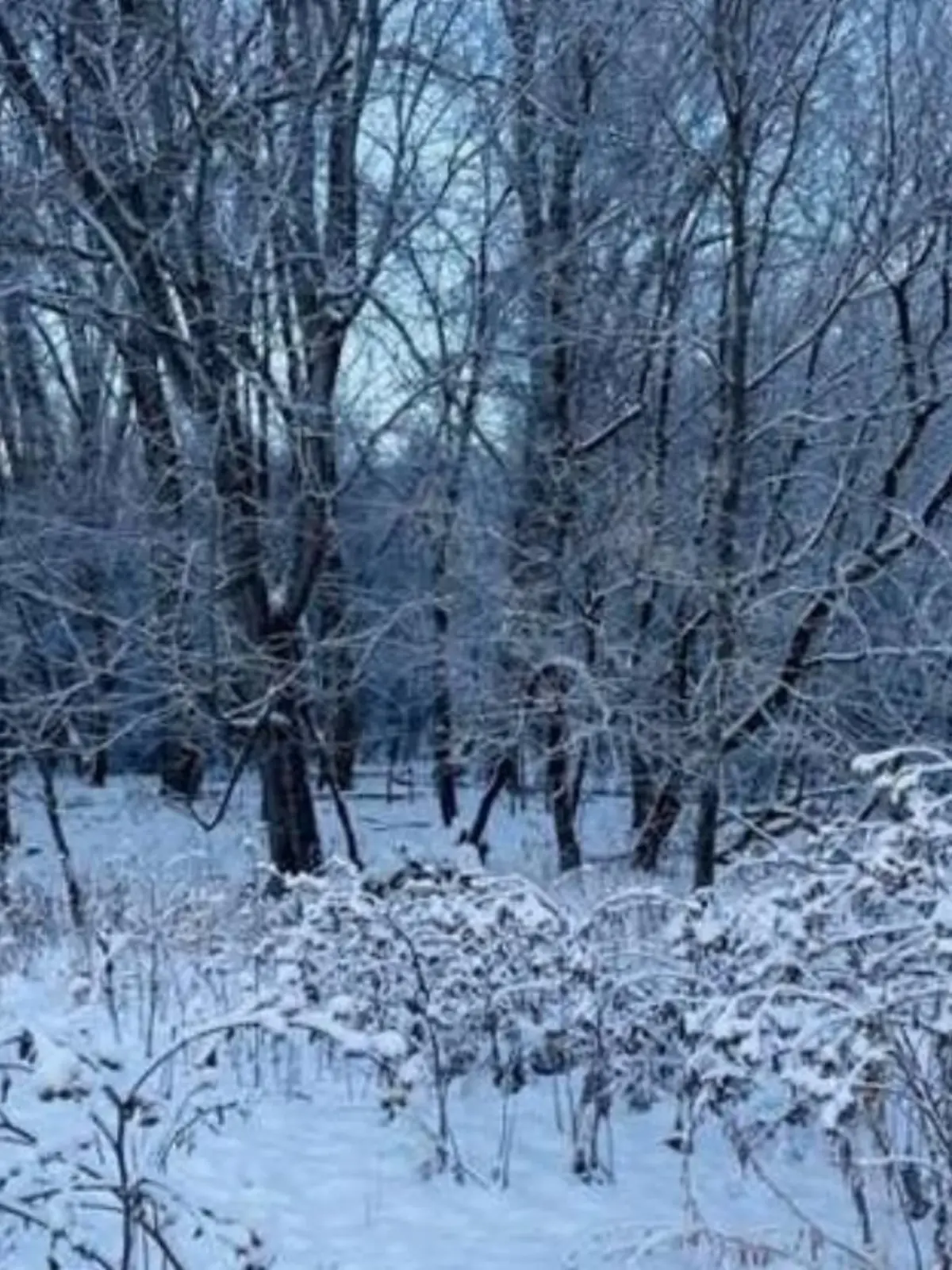 Suchbild Hund im Schnee