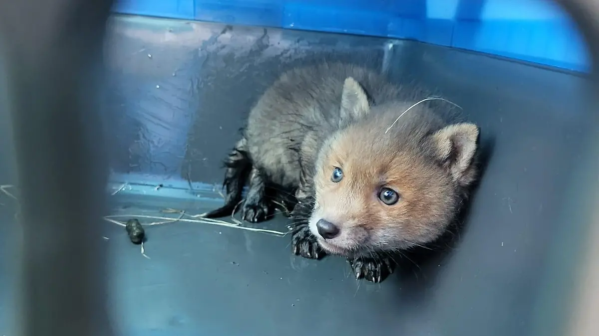 HANDOUT - 16.04.2023, Schleswig-Holstein, Ahrensburg: Ein kleiner Fuchs sitzt leicht verängstig in einer Transportbox. Eine Polizeistreife hatte den Fuchswelpen an einer Treppe zu einem Regenrückhaltebecken gefunden. (zu dpa: «Fuchswelpe «Fiete» von Stufen eines Regenrückhaltebeckens gerettet» Foto: Polizei Ratzburg/dpa - ACHTUNG: Nur zur redaktionellen Verwendung im Zusammenhang mit der aktuellen Berichterstattung und nur mit vollständiger Nennung des vorstehenden Credits +++ dpa-Bildfunk +++