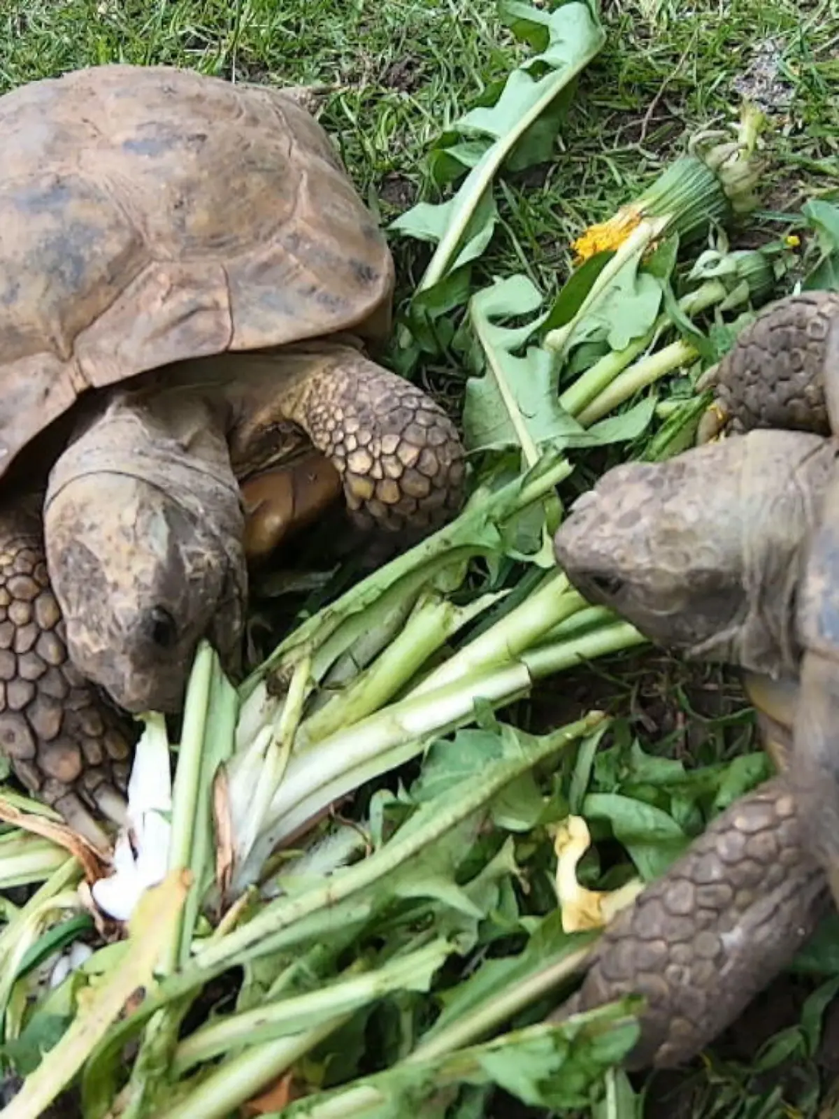Bild zu: "Schildkrötenauffangstation im Pott"