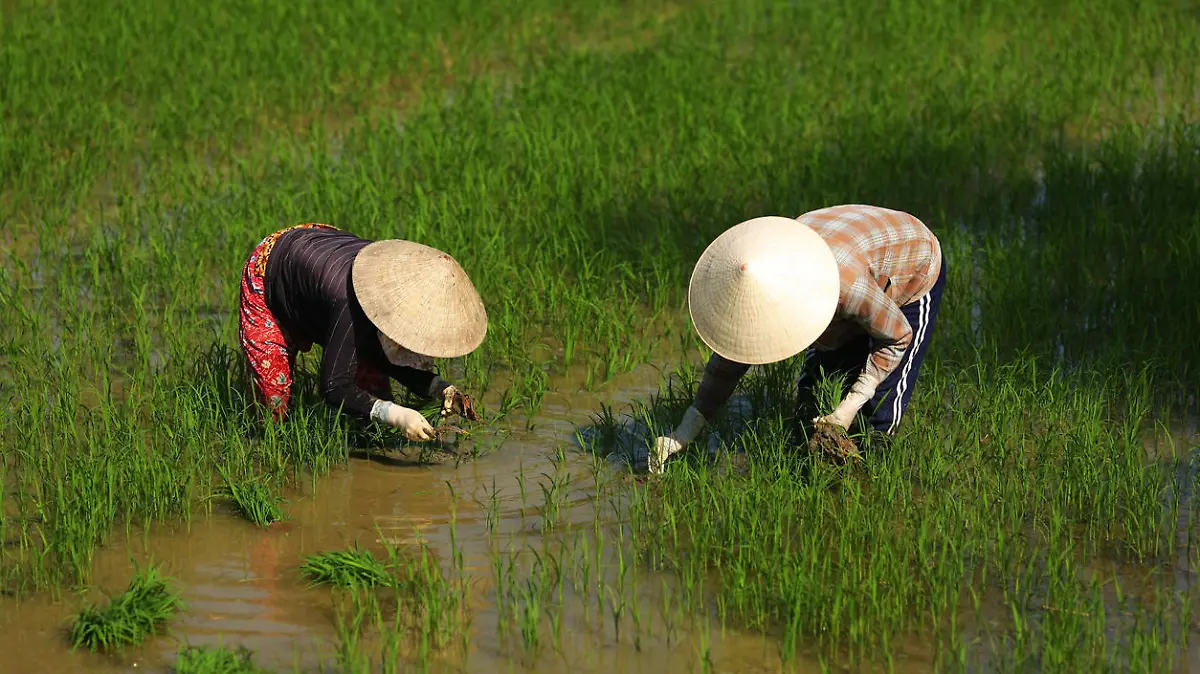 Hanoi, Vietnam - January 19, 2012: Two women workers manually planting rice on a wet paddy field in Vietnam, wearing traditional conical hat.