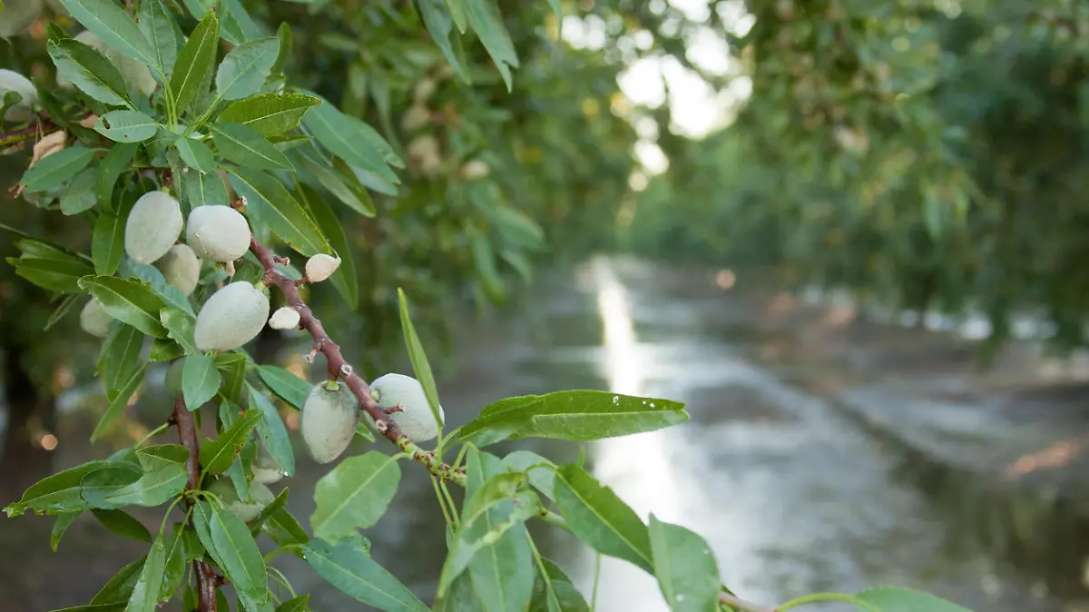 A small group of almonds are seen on a tree. The field has just been irrigated.