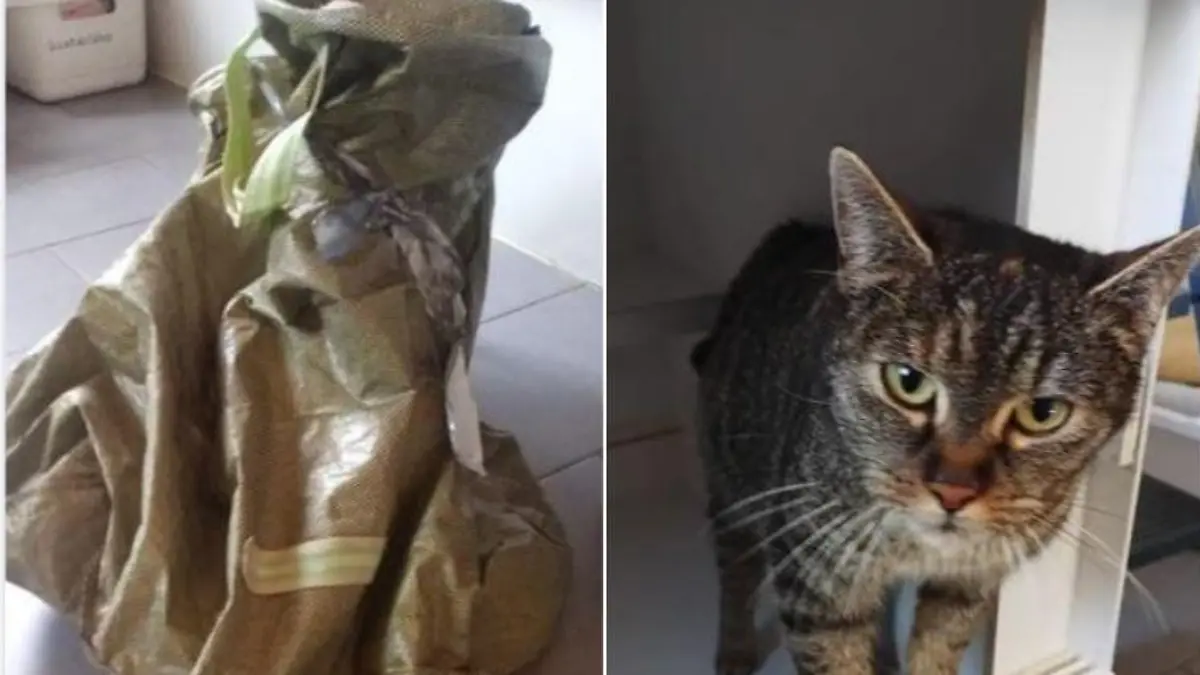 katze