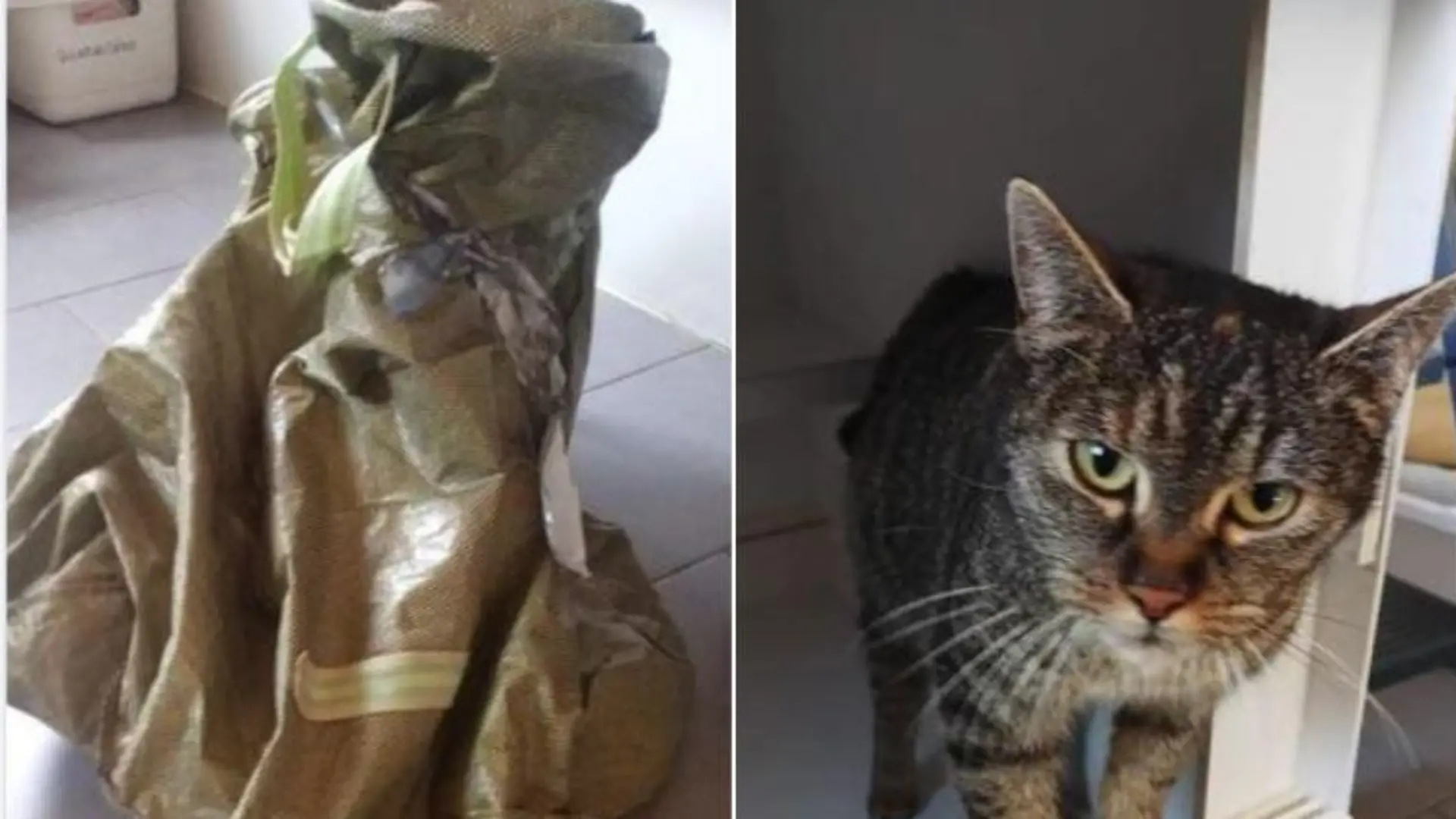 katze