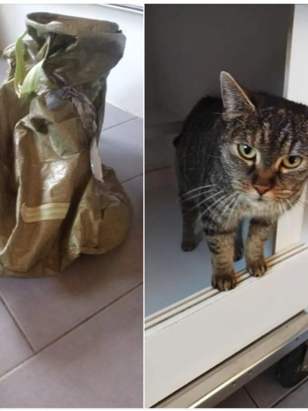 katze