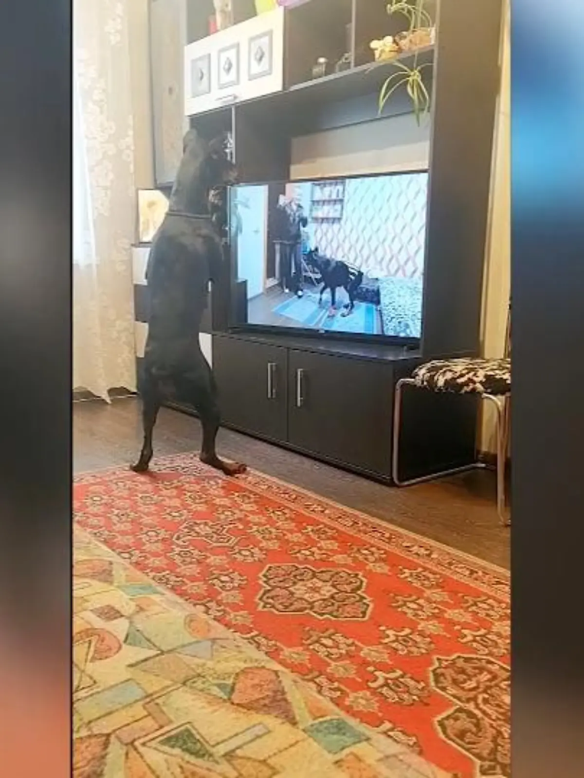 Bild zu: "Hundetraining mal anders"